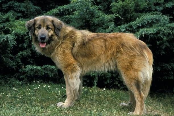 Estrela Mountain Dog – GoofyTails