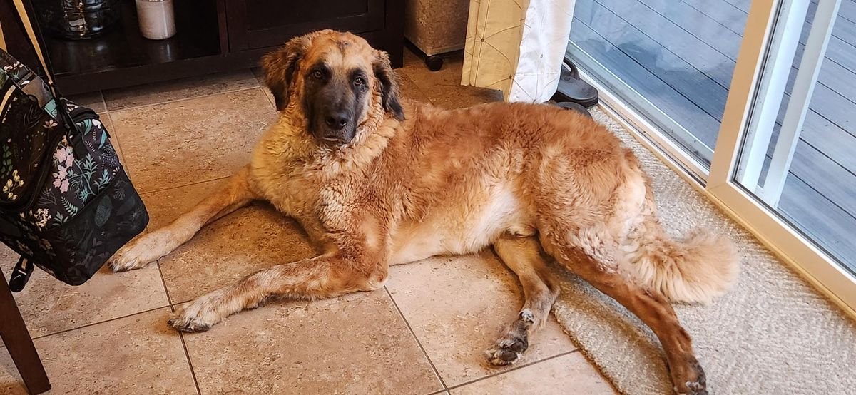 Very curious if anyone can guess the breed of this big guy ...